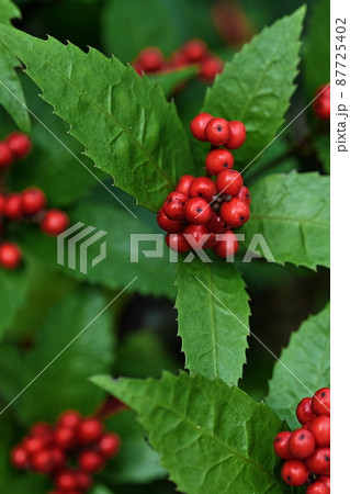 センリョウ センリョウ 87725402