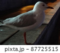 海鳥とオーストラリアの海 87725515