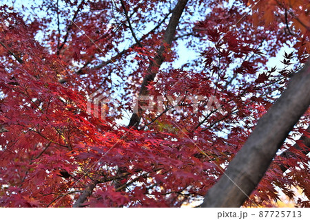 紅葉 87725713