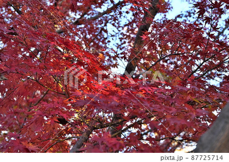 紅葉 紅葉 87725714