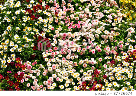 大船フラワーセンター・花壇 大船フラワーセンター・花壇 87726674