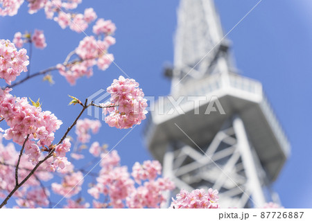 中部電力 MIRAI TOWER　（名古屋テレビ塔）と河津桜 87726887
