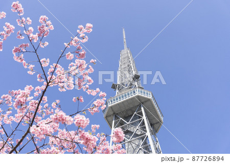 中部電力 MIRAI TOWER　（名古屋テレビ塔）と河津桜 87726894