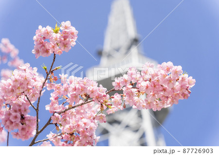 中部電力 MIRAI TOWER (名古屋テレビ塔)と河津桜 中部電力 MIRAI TOWER (名古屋テレビ塔)と河津桜 87726903