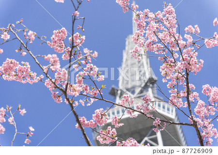 中部電力 MIRAI TOWER (名古屋テレビ塔)と河津桜 中部電力 MIRAI TOWER (名古屋テレビ塔)と河津桜 87726909