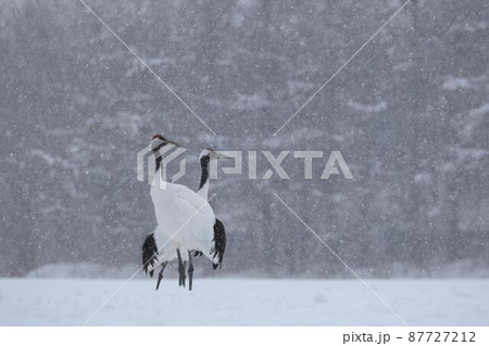 タンチョウ タンチョウ 87727212