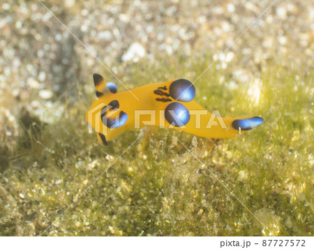 ウデフリツノザヤウミウシ 87727572