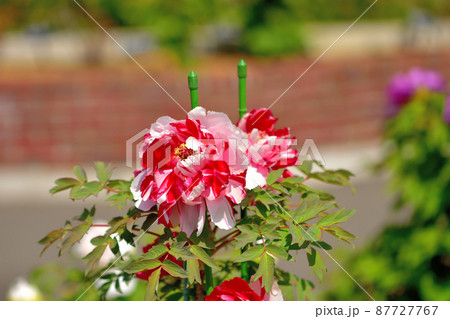 大船フラワーセンター・牡丹 87727767