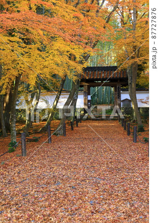竹の寺　地蔵院　紅葉風景 87727876