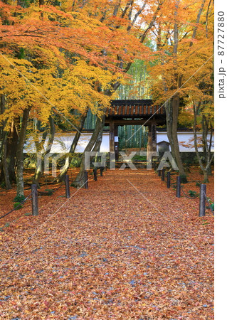 竹の寺　地蔵院　紅葉風景 87727880