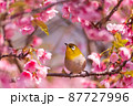 リュウキュウメジロと寒緋桜 87727996