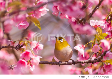 リュウキュウメジロと寒緋桜 87727996