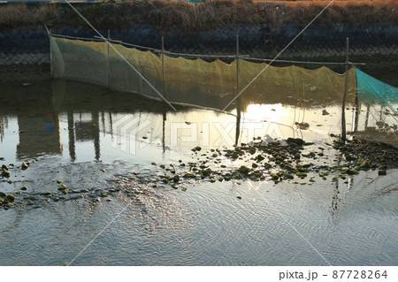 シロウオ漁のヤナ場 シロウオ漁のヤナ場 87728264