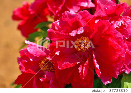 大船フラワーセンター・牡丹 87728350