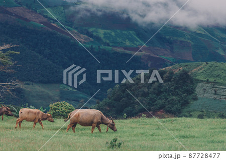 Mammal animal, Thai buffalo in grass field Mammal animal, Thai buffalo in grass field 87728477
