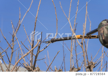 高枝切り鋏で柿の木の剪定 高枝切り鋏で柿の木の剪定 87728564