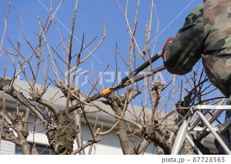 高枝切り鋏で柿の木の剪定 高枝切り鋏で柿の木の剪定 87728565