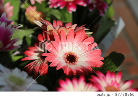 日本の春の庭に咲くカラフルなガーベラの花 87728566