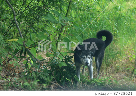 彷徨っていた犬 彷徨っていた犬 87728621