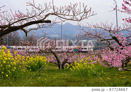 山梨県 桃の花と列車 山梨県 桃の花と列車 87728667