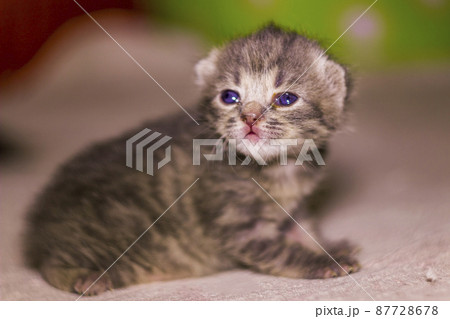 a cute newborn grey kitten cat 87728678