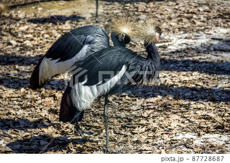 black crowned cranes in the zoo 87728687