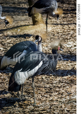 black crowned cranes in the zoo 87728688