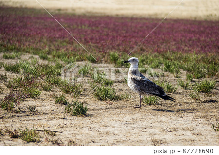 a seagull on the field 87728690