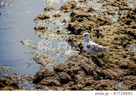seagull on dirty from algae shore seagull on dirty from algae shore 87728692