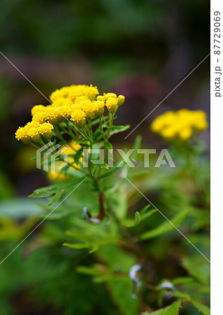 2798　イワインチン 87729069