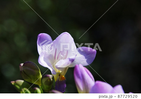 フリージア　Freesia 87729520