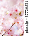 大漁桜002 大漁桜002 87729831
