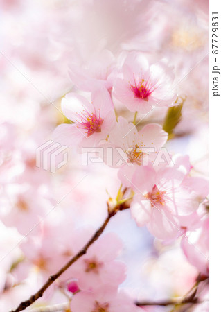 大漁桜002 87729831