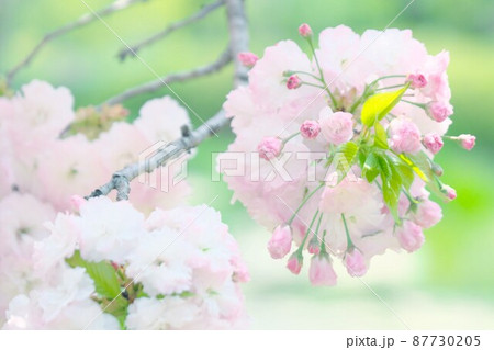 八重桜 普賢象 八重桜 普賢象 87730205