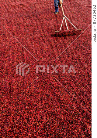 Coffee beans drying in the sun. Coffee plantations at coffee farm 87730462