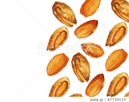 手描き水彩の殻付きアーモンドイラスト長方形フレーム・右 87730514