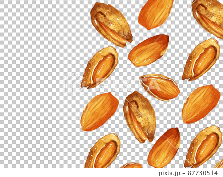 手描き水彩の殻付きアーモンドイラスト長方形フレーム・右 87730514