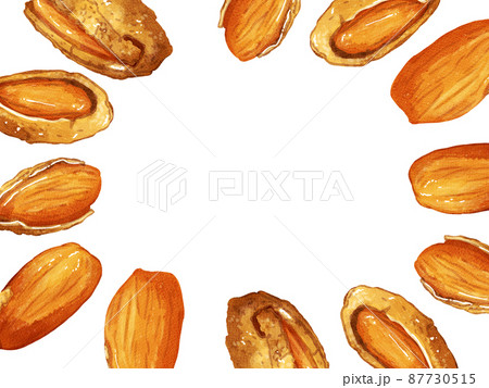 手描き水彩の殻付きアーモンドイラスト長方形フレーム・囲み 手描き水彩の殻付きアーモンドイラスト長方形フレーム・囲み 87730515