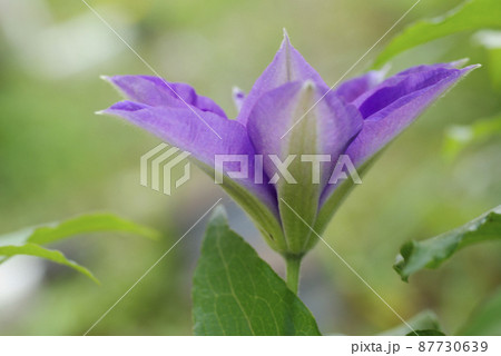 クレマチス(テッセン,鉄線葛)の紫の花が気品があって美しい クレマチス(テッセン,鉄線葛)の紫の花が気品があって美しい 87730639