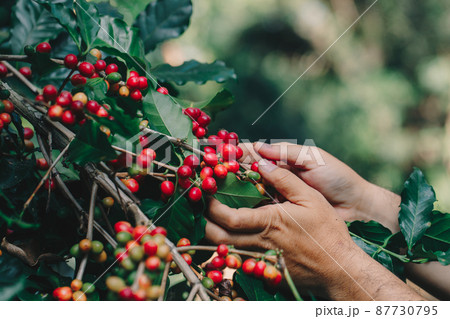arabica coffee berries with agriculturist handsRobusta and arabica coffee berries arabica coffee berries with agriculturist handsRobusta and arabica coffee berries 87730795