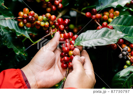 harvesting coffee berries by agriculture. Coffee beans ripening on the tree in North of Thailand 87730797