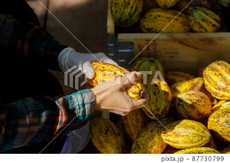 Cocoa beans and cocoa pod on a wooden surface. 87730799
