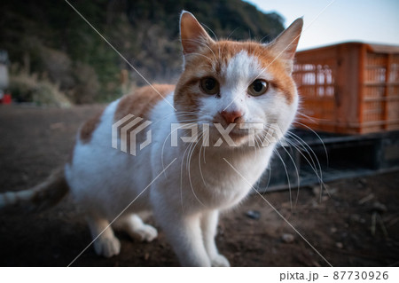 神奈川県真鶴半島の海岸にいる猫 87730926