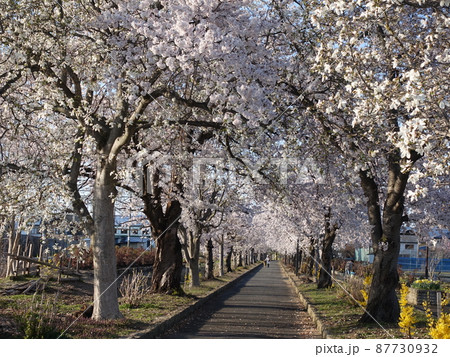 満開の桜　さくら　サクラ　まほろばの緑道 87730932