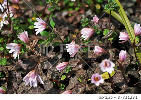 曇り日のため萎んだユキワリイチゲの花（三月） 87731231