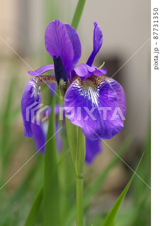 アイリス(Iris,アヤメ,文目)の紫の花が気品があり美しいの写真素材