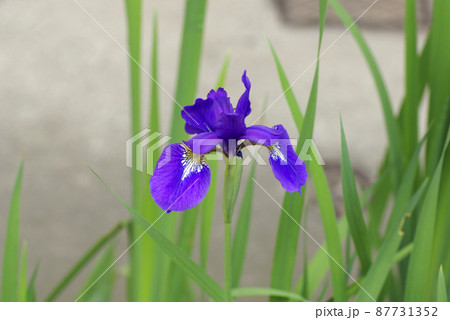 アイリス(Iris,アヤメ,文目)の紫の花が気品があり美しい アイリス(Iris,アヤメ,文目)の紫の花が気品があり美しい 87731352