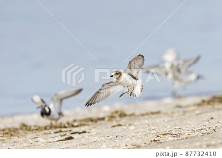 着地するメダイチドリ 87732410