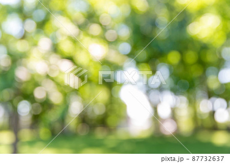 blurred summer park or garden 87732637