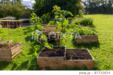 raised garden beds made in wooden boxes on farm raised garden beds made in wooden boxes on farm 87732654